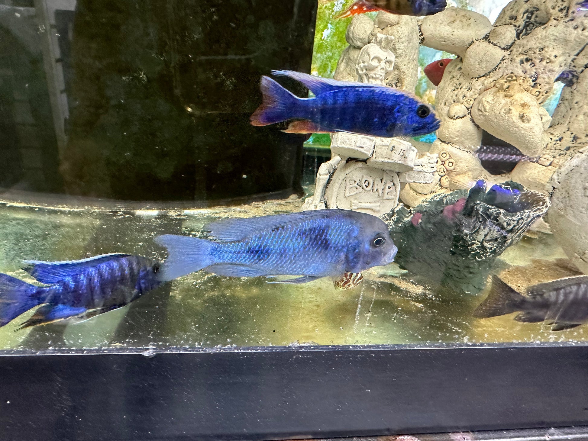 Blue Dolphin Hap Cichlid (Cyrtocara moorii) AFRICAN CICHLIDS Danaqua Live Fish & More