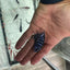 Chindongo demasoni Demasoni Cichlid AFRICAN CICHLIDS Danaqua Live Fish & More