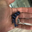 Chindongo demasoni Demasoni Cichlid AFRICAN CICHLIDS Danaqua Live Fish & More