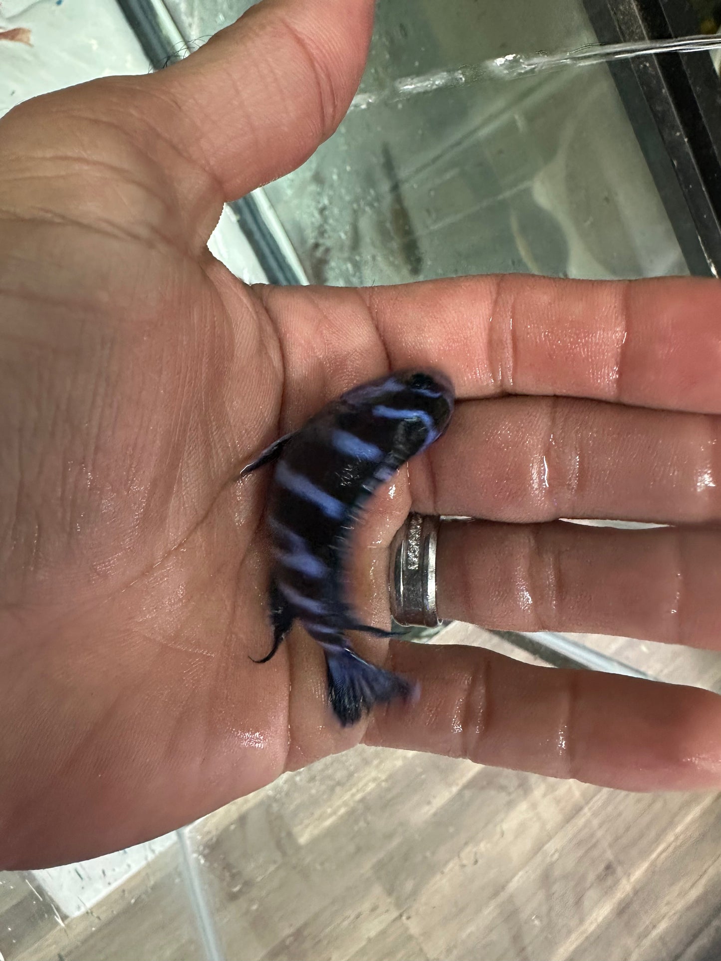 Chindongo demasoni Demasoni Cichlid AFRICAN CICHLIDS Danaqua Live Fish & More
