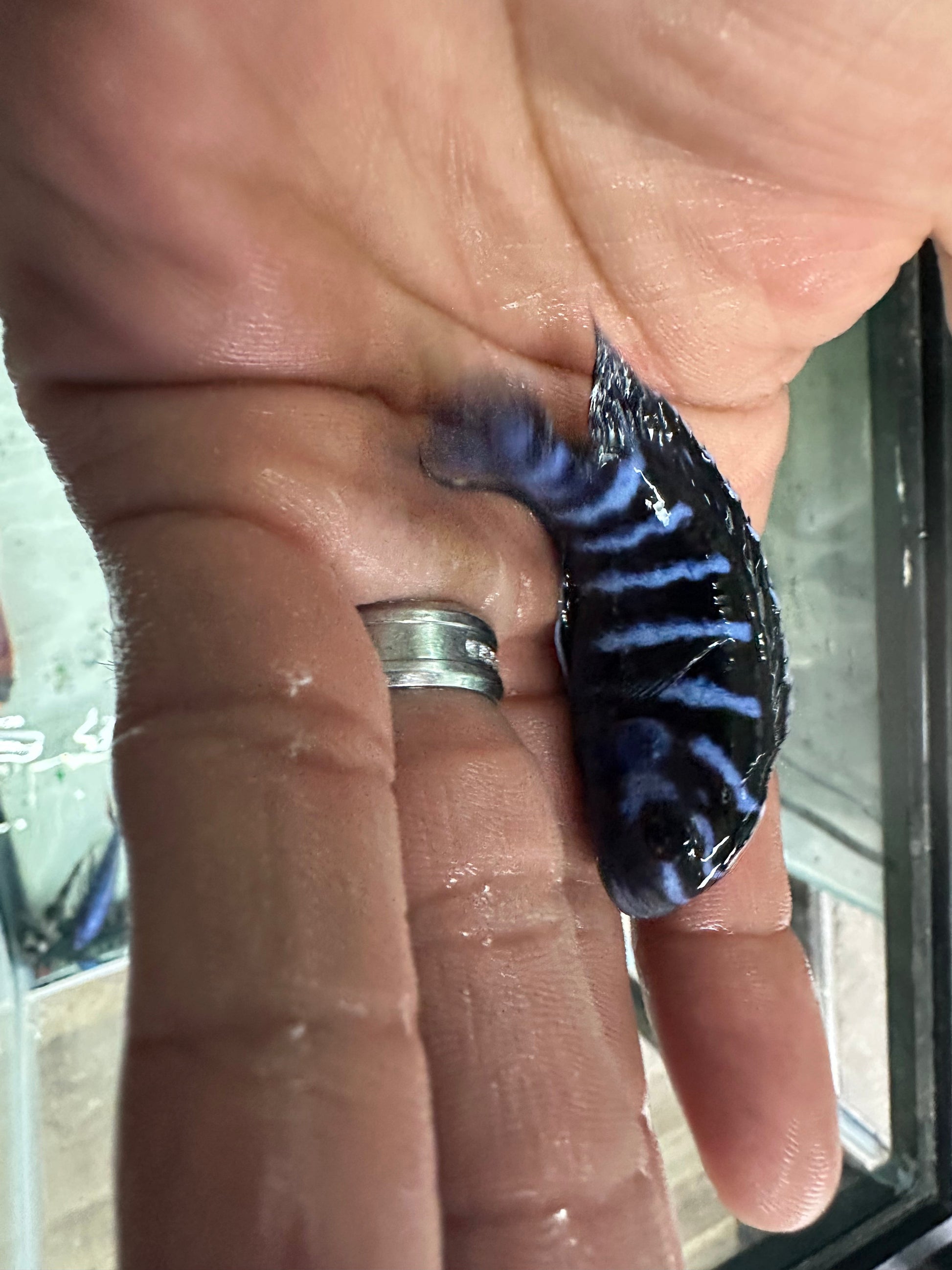 Chindongo demasoni Demasoni Cichlid AFRICAN CICHLIDS Danaqua Live Fish & More