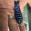Chindongo demasoni Demasoni Cichlid AFRICAN CICHLIDS Danaqua Live Fish & More