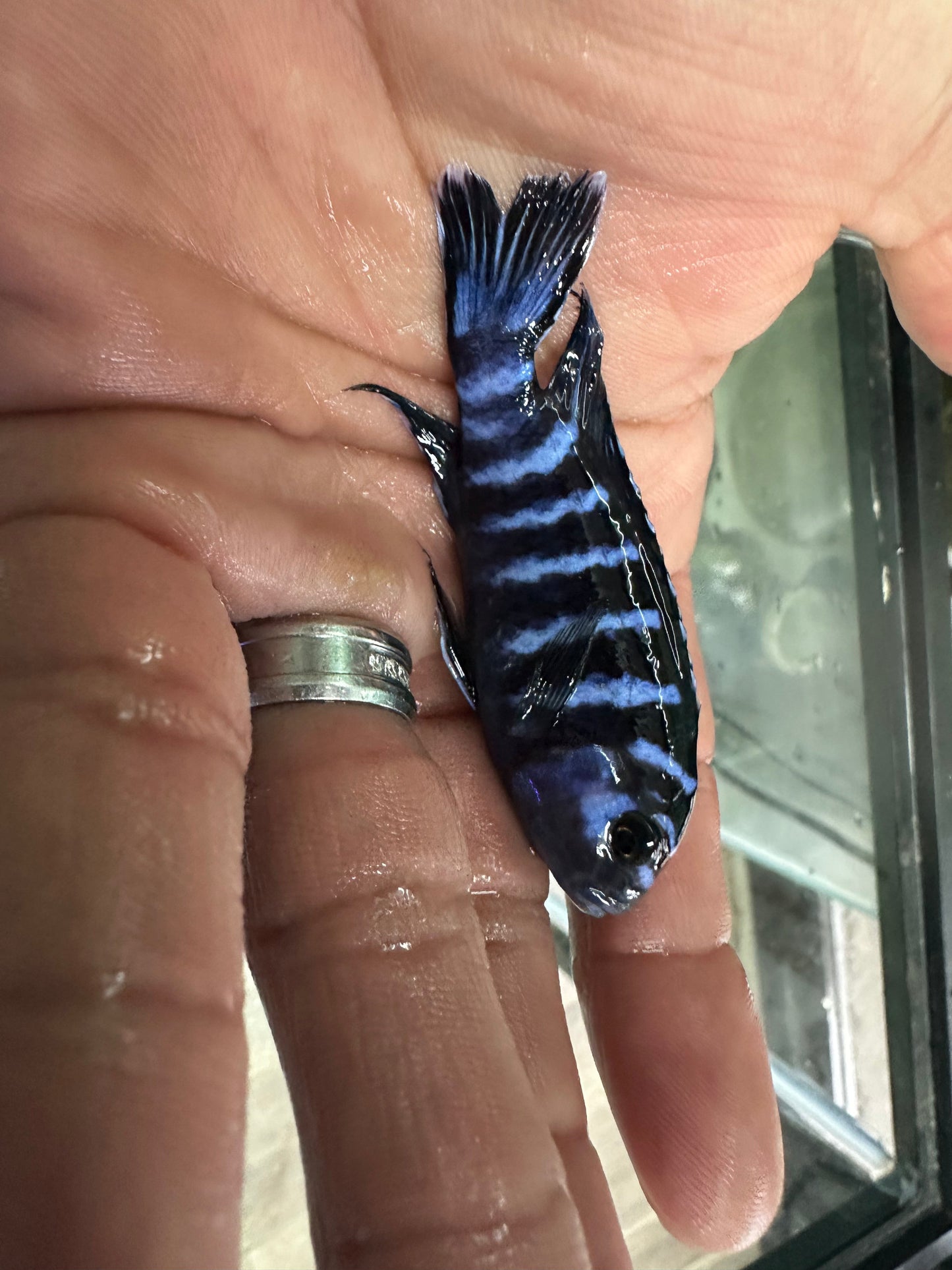 Chindongo demasoni Demasoni Cichlid AFRICAN CICHLIDS Danaqua Live Fish & More