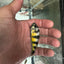 Obliquidens cichlid AFRICAN CICHLIDS Danaqua Live Fish & More