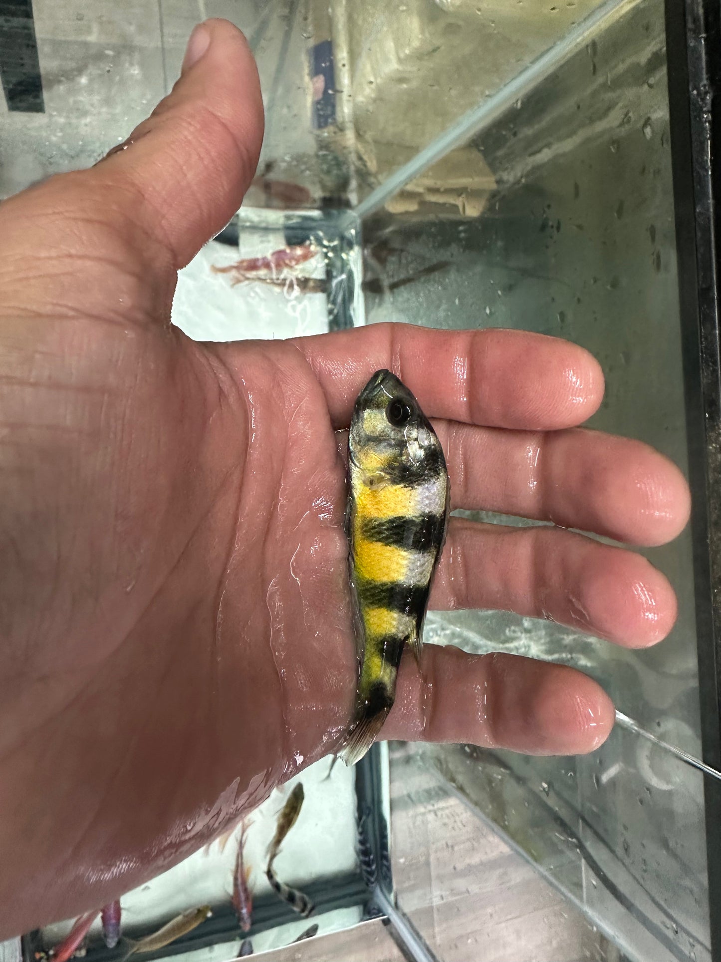 Obliquidens cichlid AFRICAN CICHLIDS Danaqua Live Fish & More