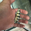 Obliquidens cichlid AFRICAN CICHLIDS Danaqua Live Fish & More