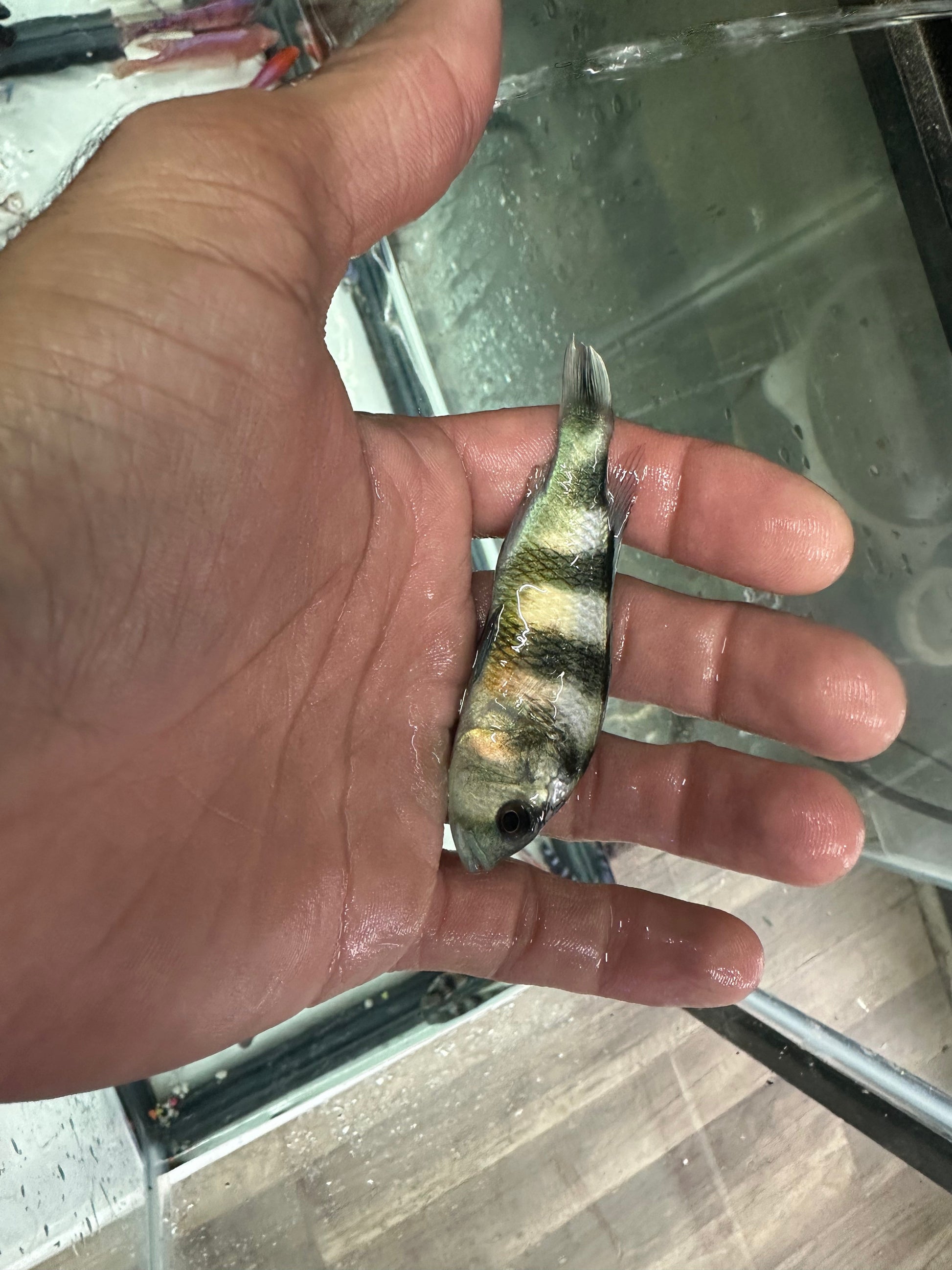 Obliquidens cichlid AFRICAN CICHLIDS Danaqua Live Fish & More