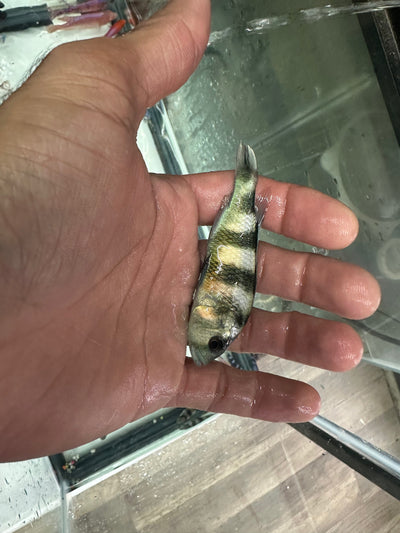Obliquidens cichlid AFRICAN CICHLIDS Danaqua Live Fish & More