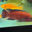 Turkana Jewel Cichlid (Rubricatochromis exsul) AMERICAN CICHLID Danaqua Live Fish & More