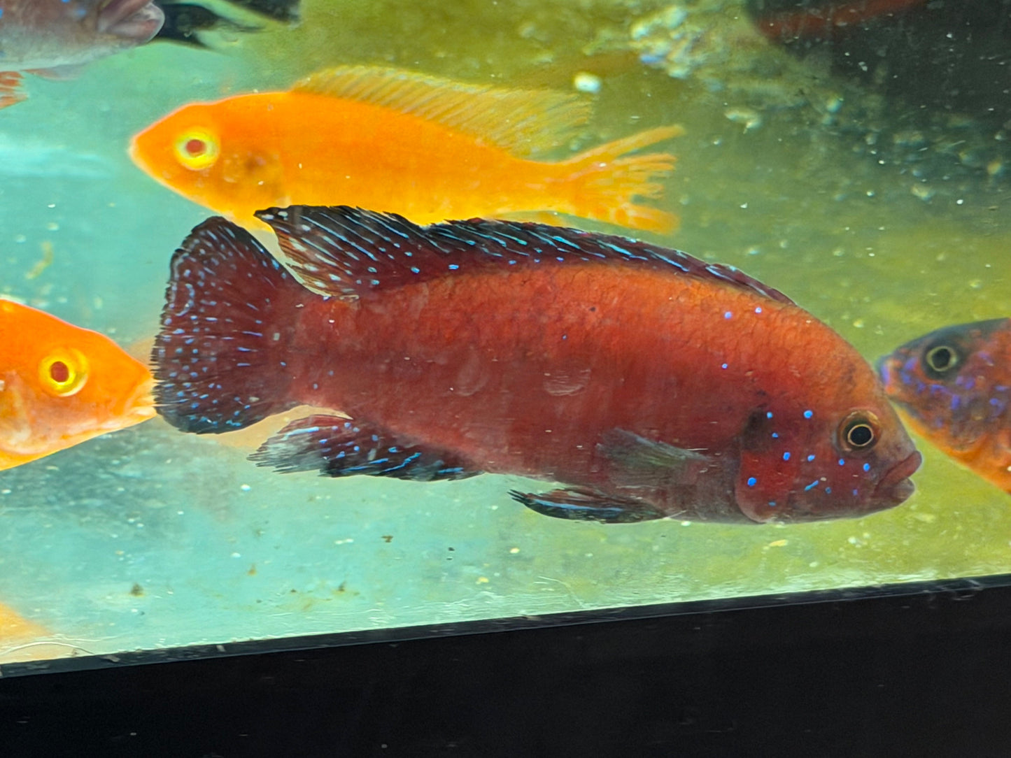 Turkana Jewel Cichlid (Rubricatochromis exsul) AMERICAN CICHLID Danaqua Live Fish & More