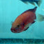 Turkana Jewel Cichlid (Rubricatochromis exsul) AMERICAN CICHLID Danaqua Live Fish & More