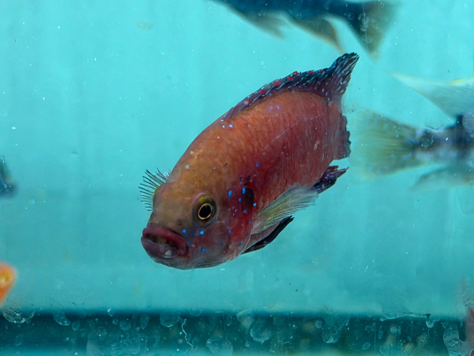 Turkana Jewel Cichlid (Rubricatochromis exsul) AMERICAN CICHLID Danaqua Live Fish & More