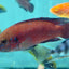Turkana Jewel Cichlid (Rubricatochromis exsul) AMERICAN CICHLID Danaqua Live Fish & More