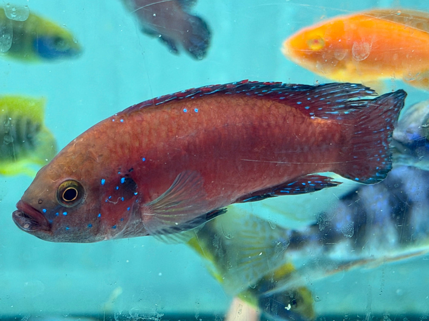 Turkana Jewel Cichlid (Rubricatochromis exsul) AMERICAN CICHLID Danaqua Live Fish & More
