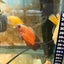 Red Copper Oscar AMERICAN CICHLID Danaqua Live Fish & More