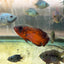 Red Copper Oscar AMERICAN CICHLID Danaqua Live Fish & More