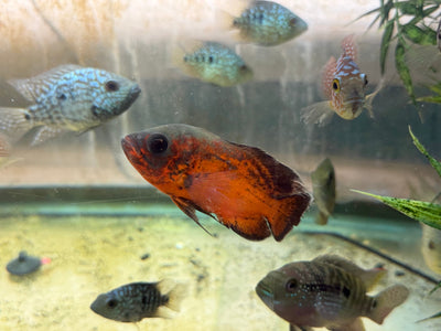 Red Copper Oscar AMERICAN CICHLID Danaqua Live Fish & More