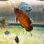 Red Copper Oscar AMERICAN CICHLID Danaqua Live Fish & More