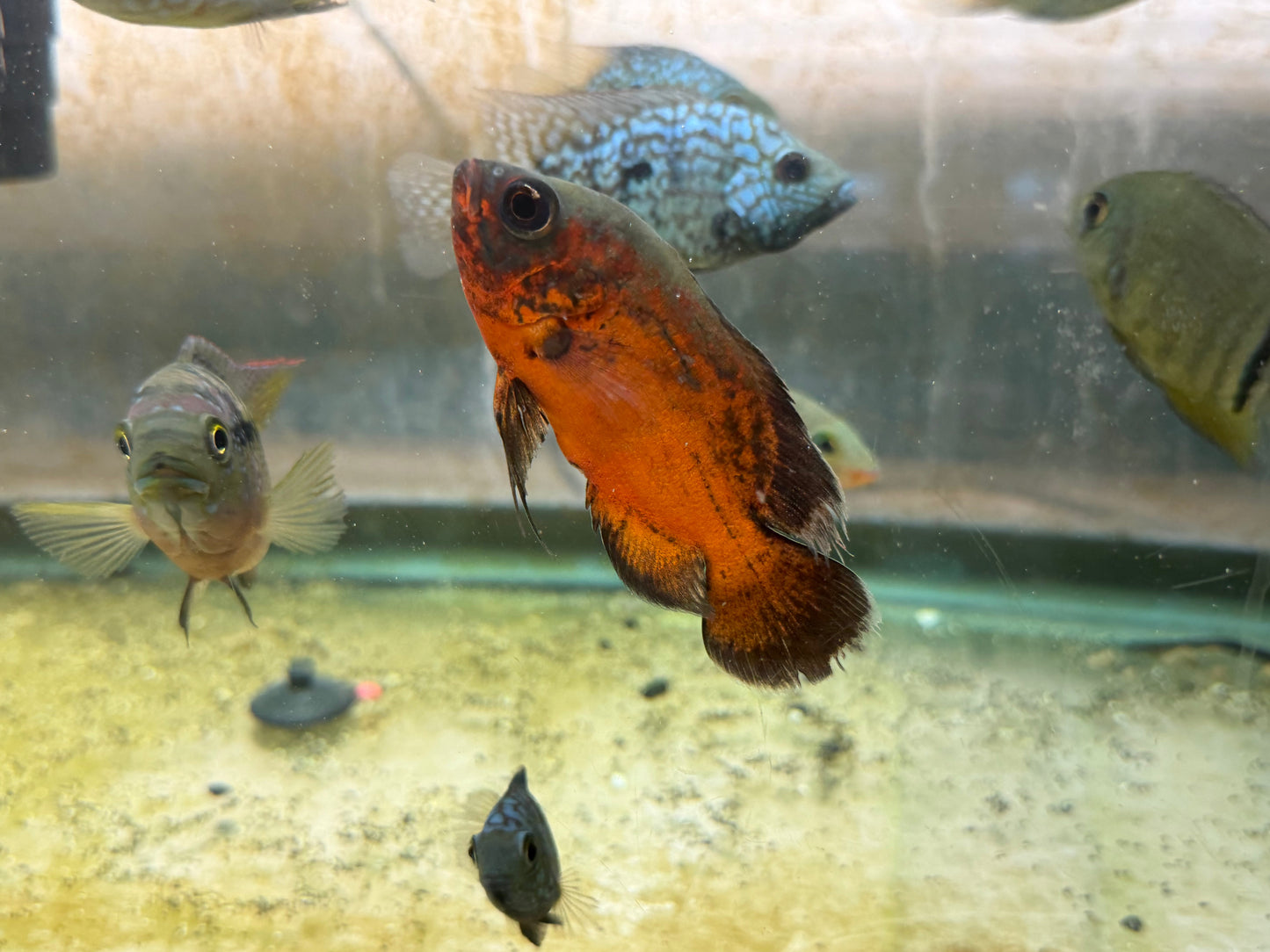 Red Copper Oscar AMERICAN CICHLID Danaqua Live Fish & More