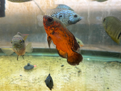 Red Copper Oscar AMERICAN CICHLID Danaqua Live Fish & More