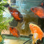 Red Copper Oscar AMERICAN CICHLID Danaqua Live Fish & More