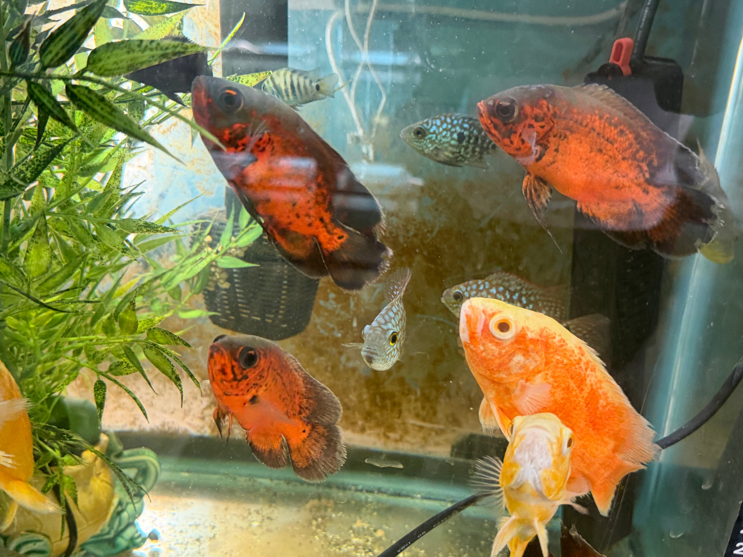 Red Copper Oscar AMERICAN CICHLID Danaqua Live Fish & More