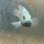 Carpintis Cichlid (Herichthys carpintis) AMERICAN CICHLID Danaqua Live Fish & More