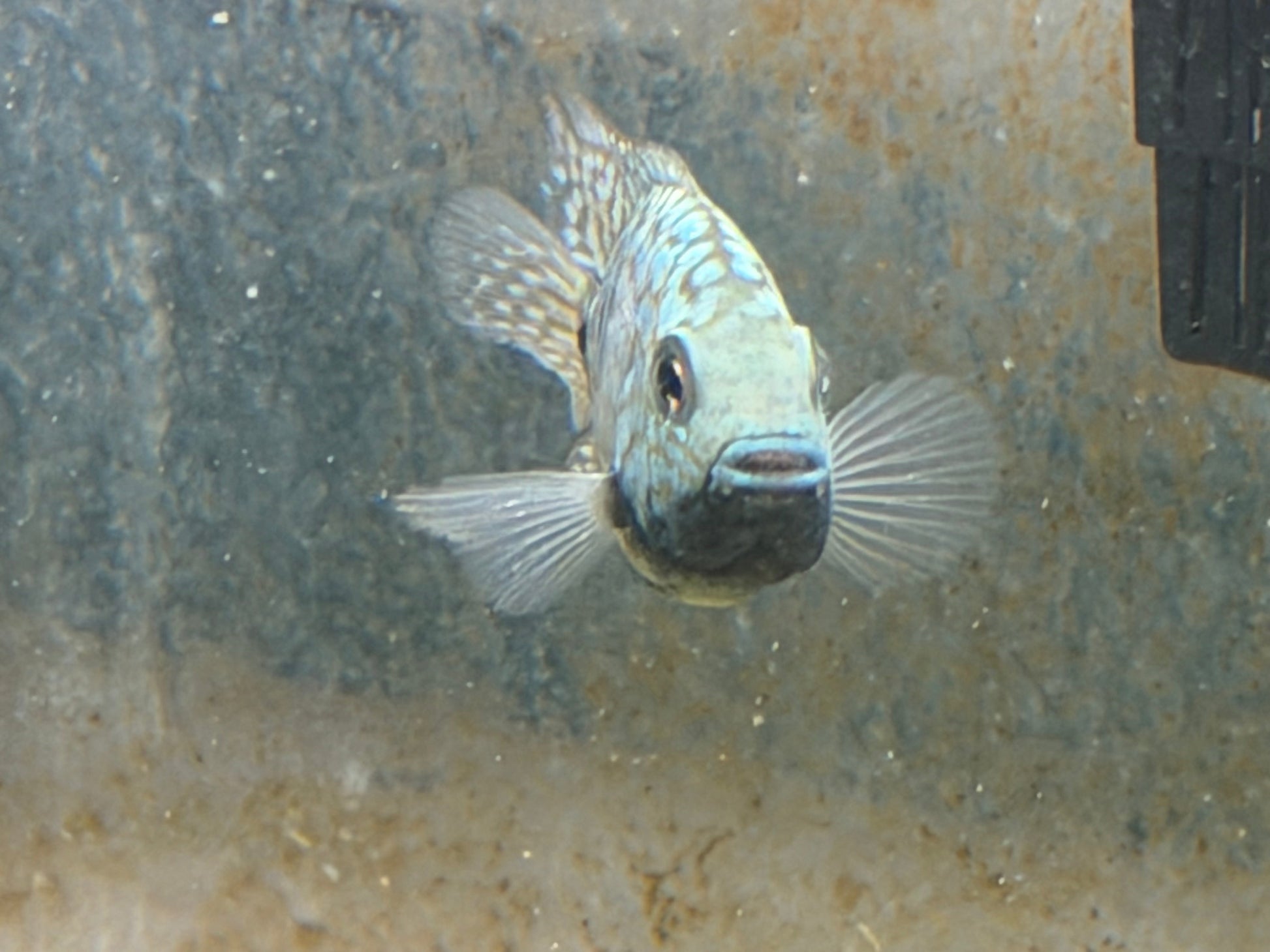 Carpintis Cichlid (Herichthys carpintis) AMERICAN CICHLID Danaqua Live Fish & More