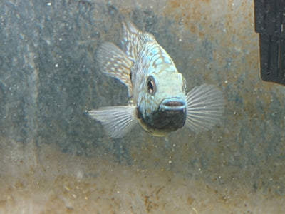 Carpintis Cichlid (Herichthys carpintis) AMERICAN CICHLID Danaqua Live Fish & More