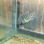 Carpintis Cichlid (Herichthys carpintis) AMERICAN CICHLID Danaqua Live Fish & More