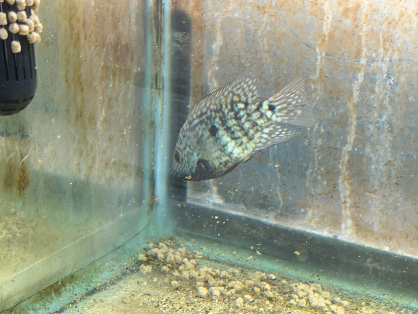 Carpintis Cichlid (Herichthys carpintis) AMERICAN CICHLID Danaqua Live Fish & More