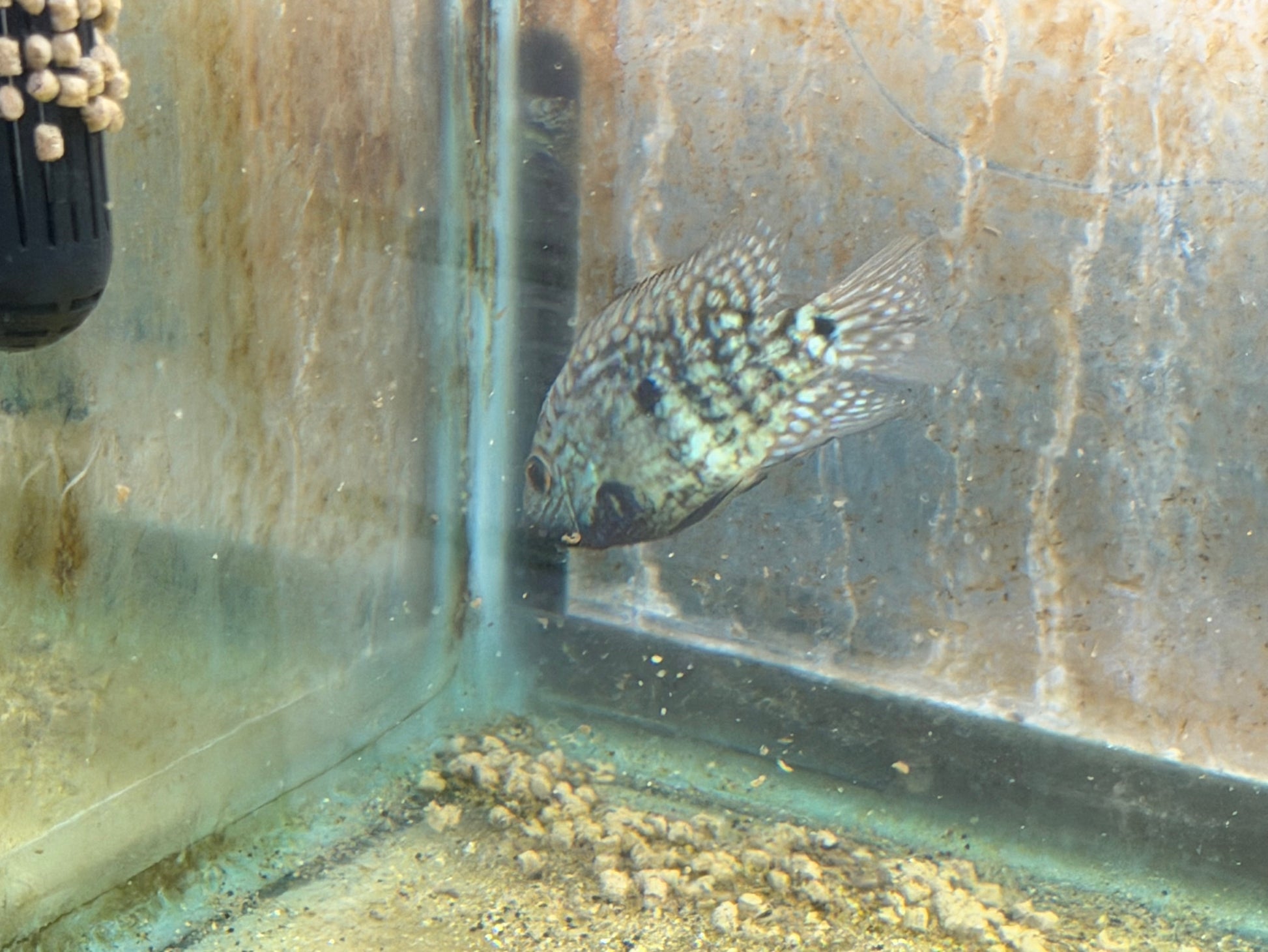 Carpintis Cichlid (Herichthys carpintis) AMERICAN CICHLID Danaqua Live Fish & More