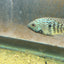 Carpintis Cichlid (Herichthys carpintis) AMERICAN CICHLID Danaqua Live Fish & More