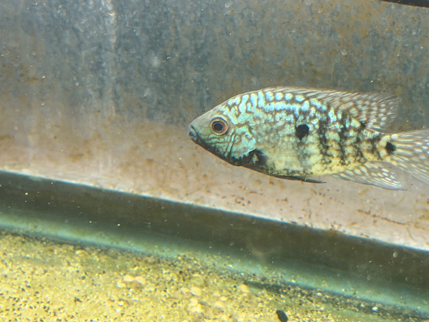 Carpintis Cichlid (Herichthys carpintis) AMERICAN CICHLID Danaqua Live Fish & More