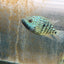 Carpintis Cichlid (Herichthys carpintis) AMERICAN CICHLID Danaqua Live Fish & More