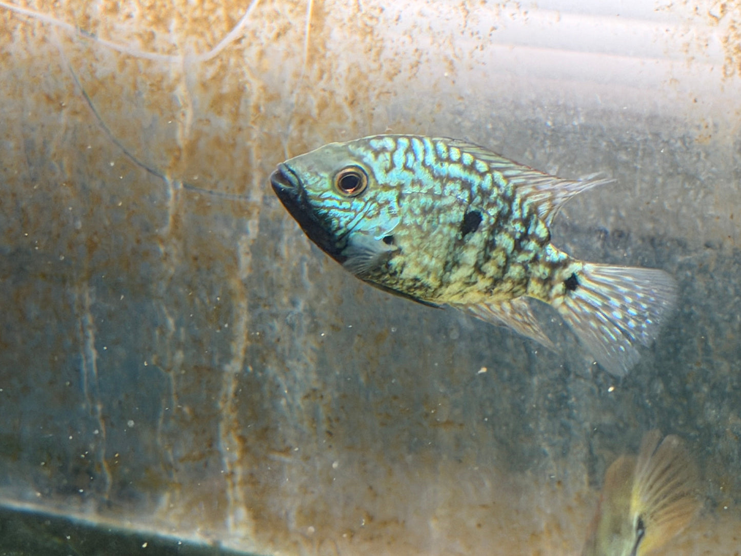 Carpintis Cichlid (Herichthys carpintis) AMERICAN CICHLID Danaqua Live Fish & More