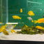 Chindongo saulosi Mbuna German Blood (Juveniles 2") AFRICAN CICHLIDS Danaqua Live Fish & More
