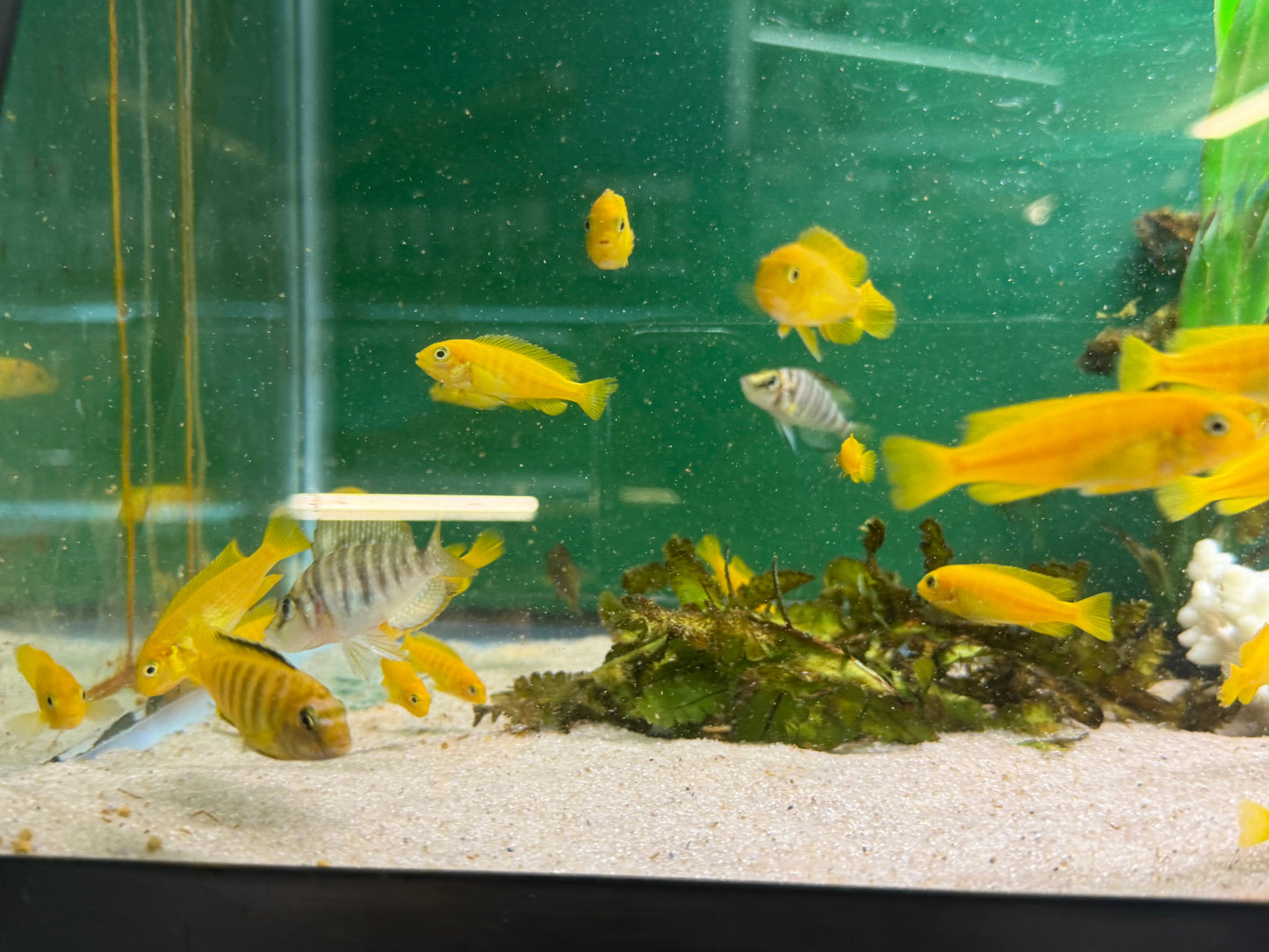 Chindongo saulosi Mbuna German Blood (Juveniles 2") AFRICAN CICHLIDS Danaqua Live Fish & More