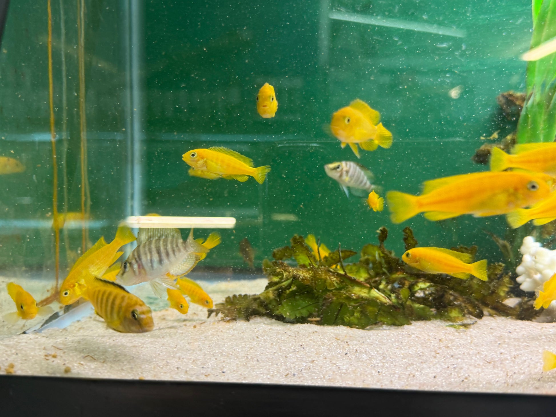 Chindongo saulosi Mbuna German Blood (Juveniles 2") AFRICAN CICHLIDS Danaqua Live Fish & More