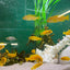 Chindongo saulosi Mbuna German Blood (Juveniles 2") AFRICAN CICHLIDS Danaqua Live Fish & More