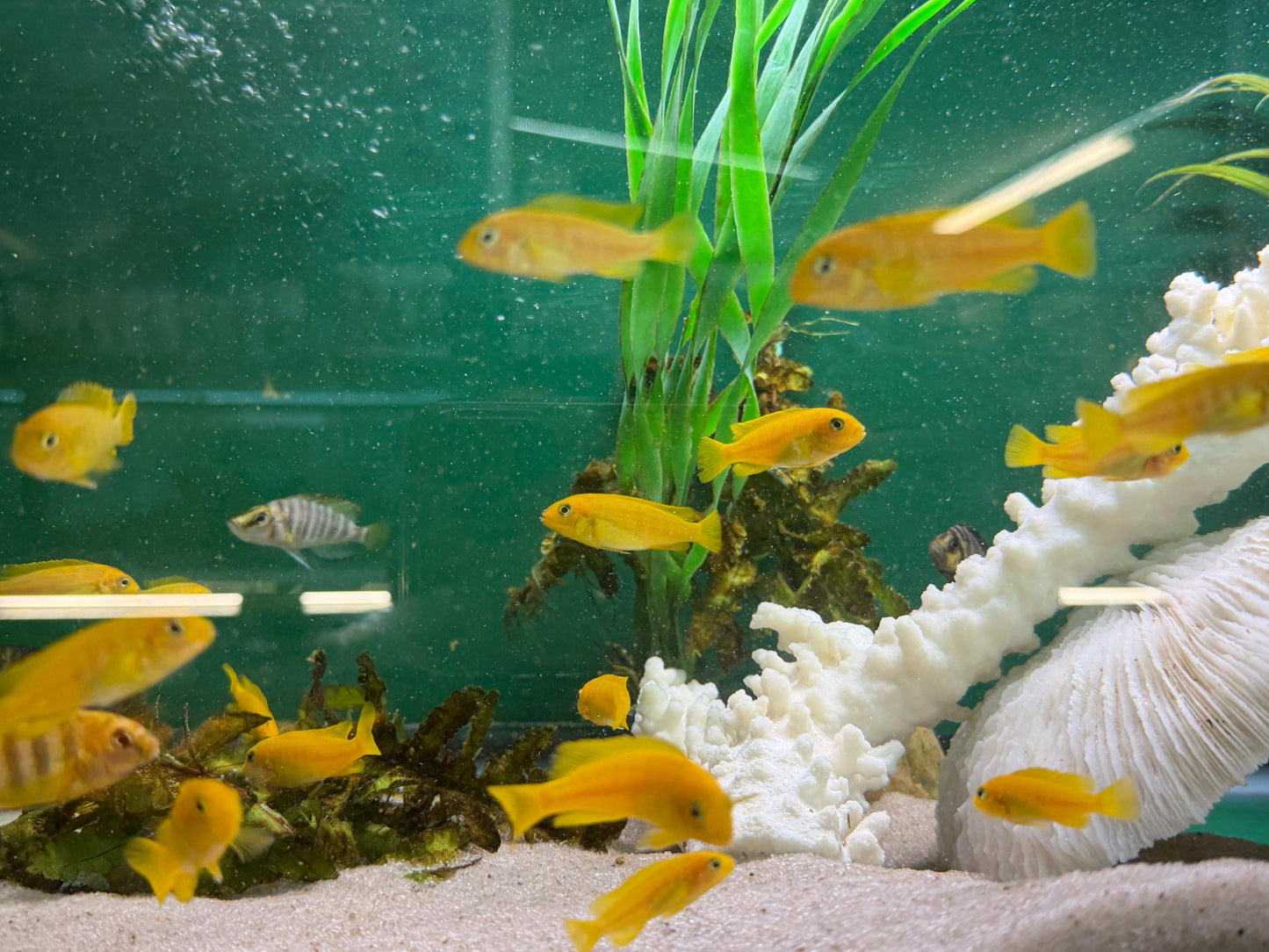 Chindongo saulosi Mbuna German Blood (Juveniles 2") AFRICAN CICHLIDS Danaqua Live Fish & More