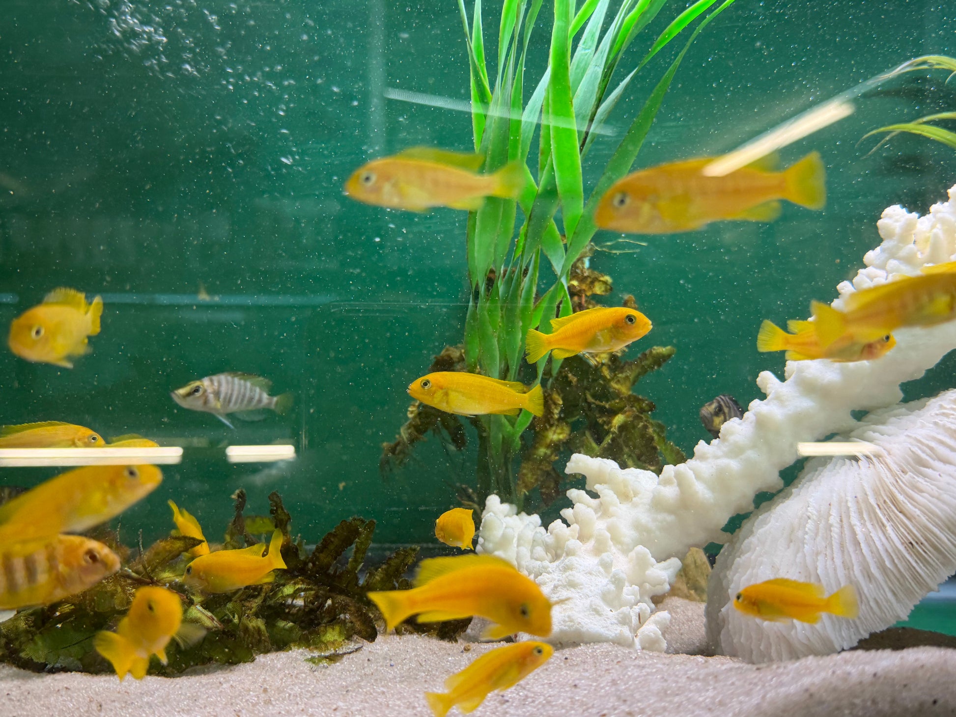 Chindongo saulosi Mbuna German Blood (Juveniles 2") AFRICAN CICHLIDS Danaqua Live Fish & More