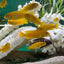 Chindongo saulosi Mbuna German Blood (Juveniles 2") AFRICAN CICHLIDS Danaqua Live Fish & More