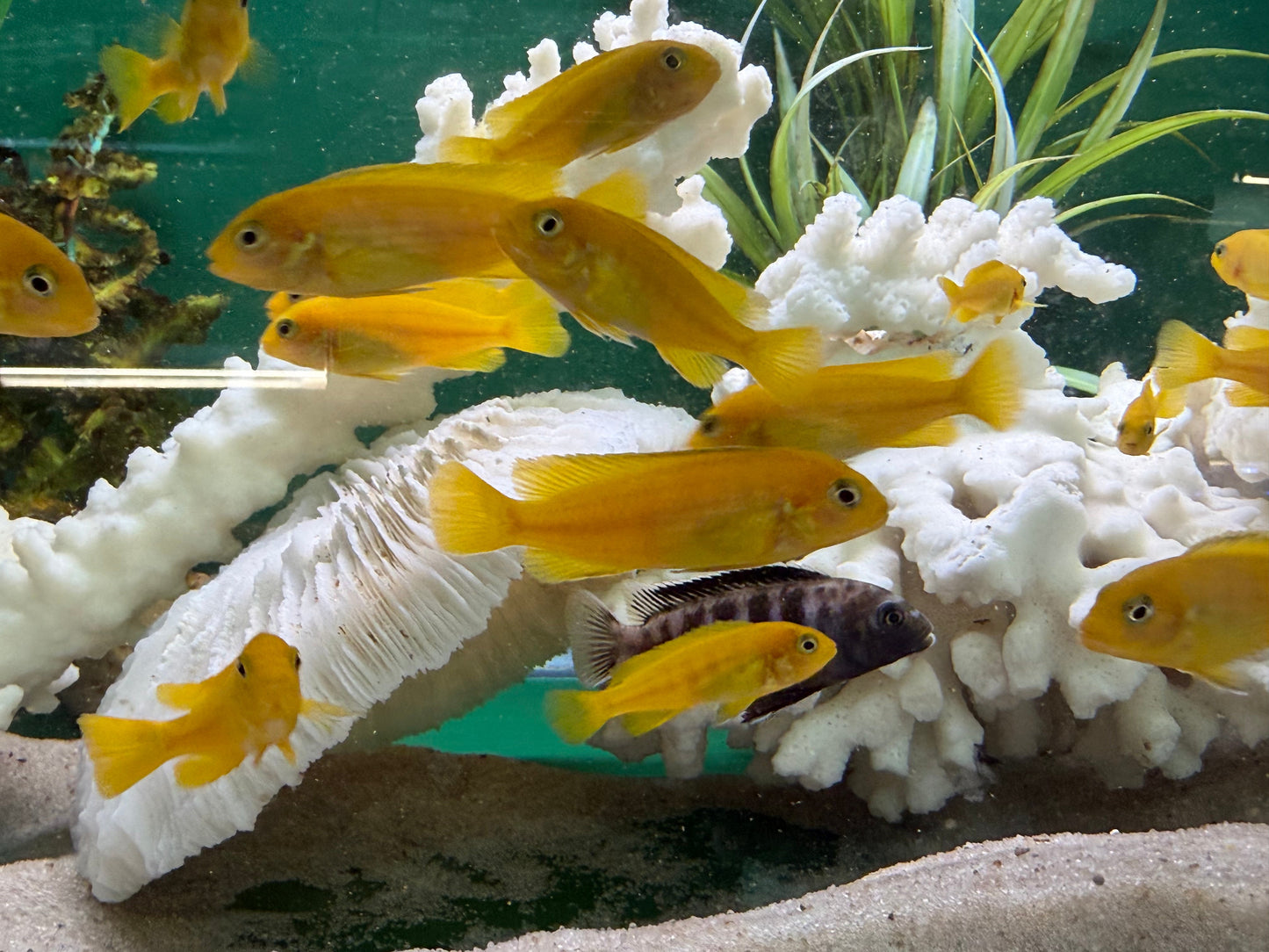 Chindongo saulosi Mbuna German Blood (Juveniles 2") AFRICAN CICHLIDS Danaqua Live Fish & More