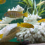 Chindongo saulosi Mbuna German Blood (Juveniles 2") AFRICAN CICHLIDS Danaqua Live Fish & More
