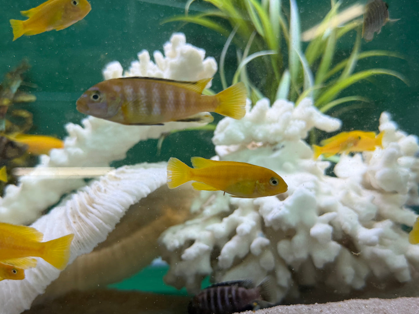 Chindongo saulosi Mbuna German Blood (Juveniles 2") AFRICAN CICHLIDS Danaqua Live Fish & More