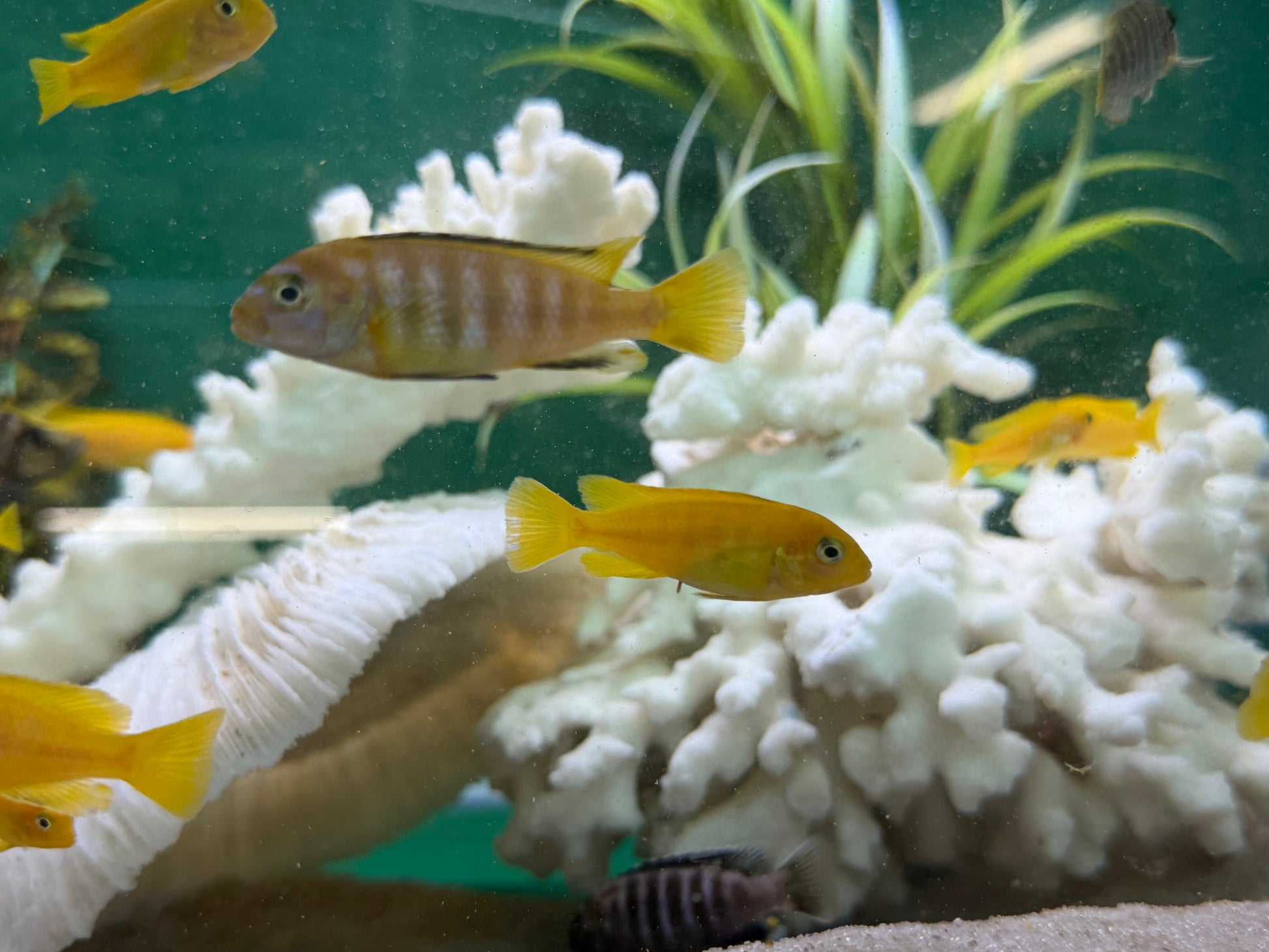 Chindongo saulosi Mbuna German Blood (Juveniles 2") AFRICAN CICHLIDS Danaqua Live Fish & More