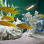 Chindongo saulosi Mbuna German Blood (Juveniles 2") AFRICAN CICHLIDS Danaqua Live Fish & More