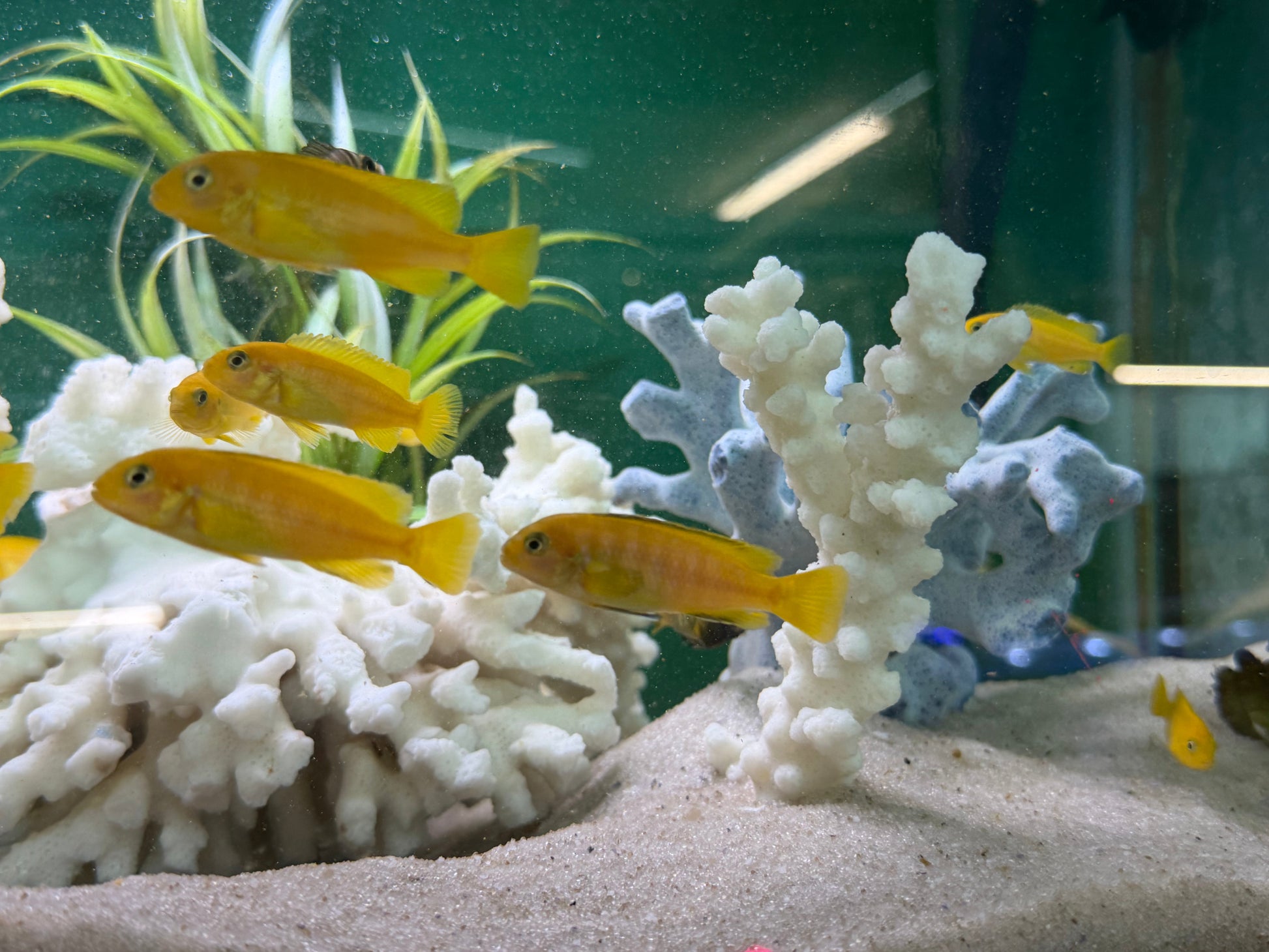 Chindongo saulosi Mbuna German Blood (Juveniles 2") AFRICAN CICHLIDS Danaqua Live Fish & More