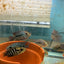 RED TEXAS CICHLID (HERICHTHYS CYANOGUTTATUS SP) AMERICAN CICHLID Danaqua Live Fish & More